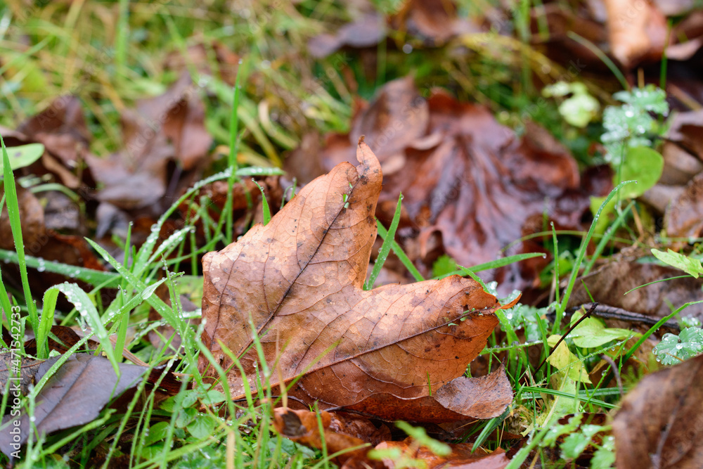 Herbstlaub auf der Wiese