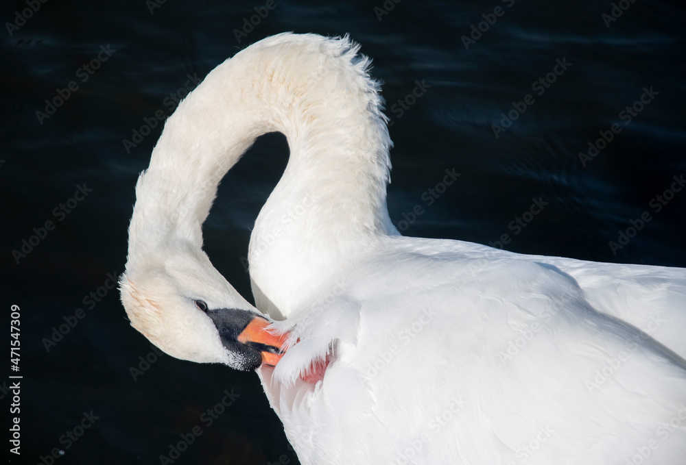 Obraz premium swan, bird, water, lake, white, animal, nature, swans, beautiful, wildlife, beak, birds, graceful, pond, animals, swim, beauty, reflection, feathers, feather, peaceful, blue, swimming, wild, calm