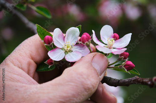 Crop farmer touching blooming apple tree