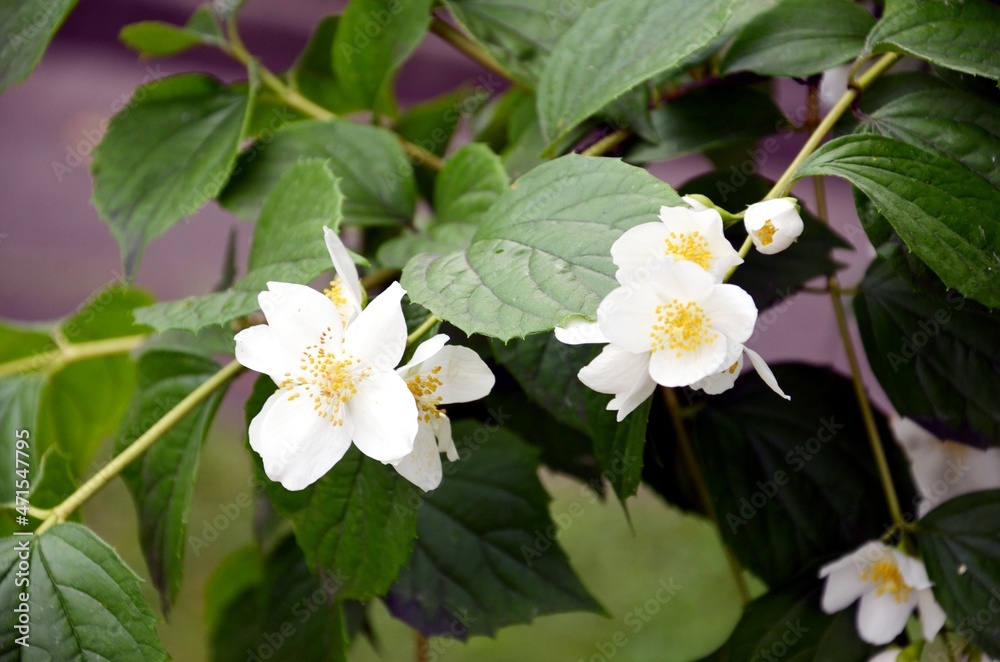 jasmine in bloom, jasmine bush jasmine in bloom, jasmine bush