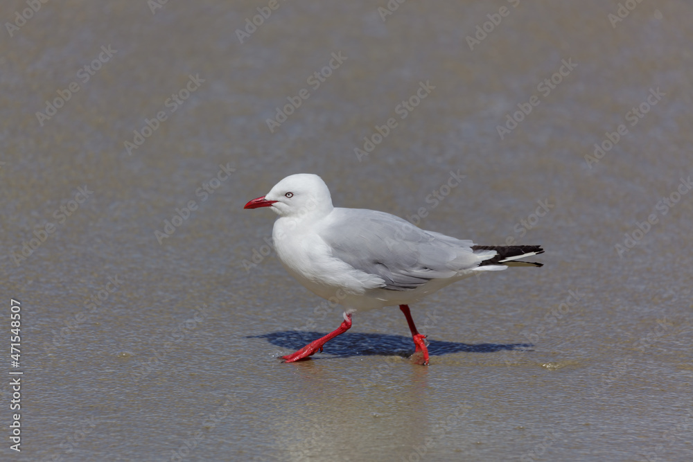 Red-billed Gull (Chroicocephalus scopulinus)