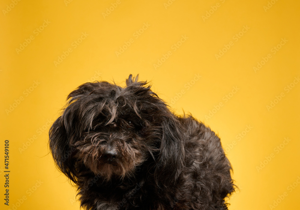 small black furry dog sits on a yellow background and looks ahead small black furry dog sits on a yellow background and looks ahead