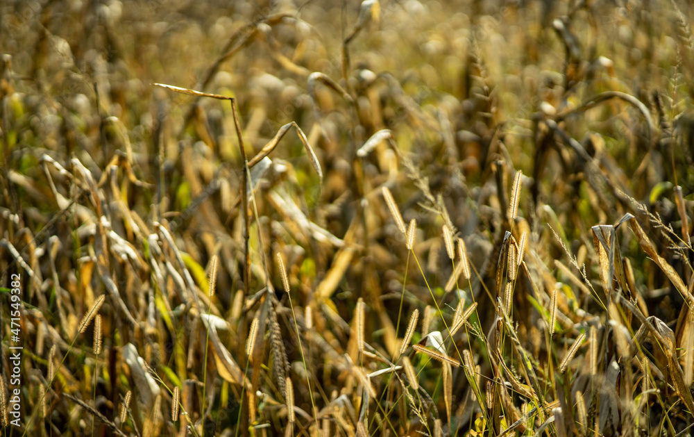 Fototapeta premium late summer field, northern balkans