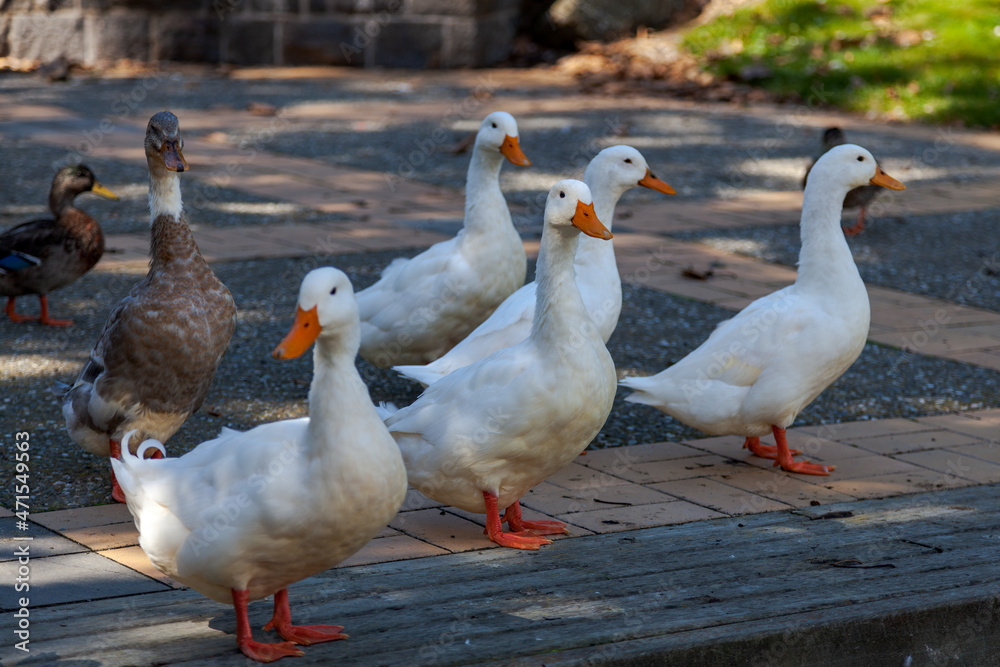 White domesticated ducks by a pond in New Zealand White domesticated ducks by a pond in New Zealand