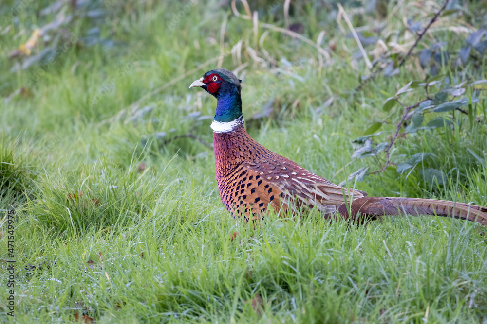 Fototapeta premium Common Pheasant (Phasianus colchicus) walking across a field in East Grinstead