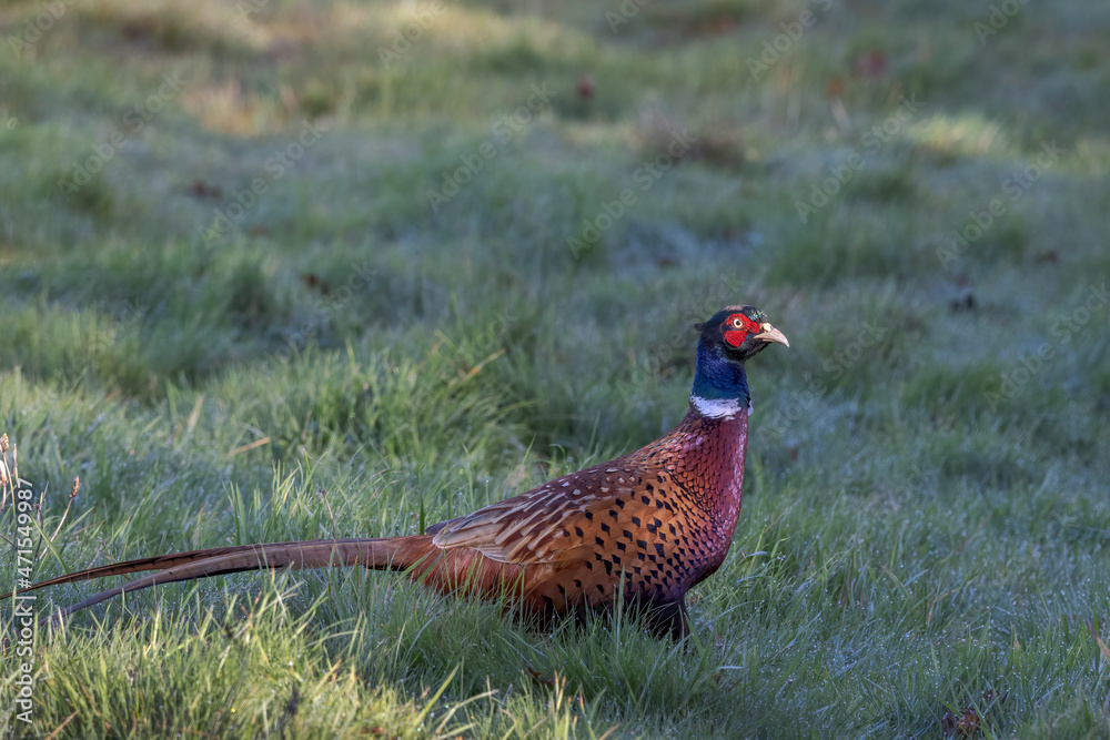 Fototapeta premium Common Pheasant (Phasianus colchicus) walking across a field in East Grinstead