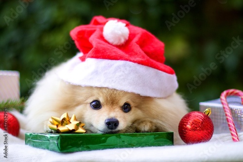 Portrait of cute little puppy in Santa Claus hat, happy positive Pomeranian Spitz dog smiling with Christmas presents, gifts and decoration. Happy New Year with pet. Merry Christmas