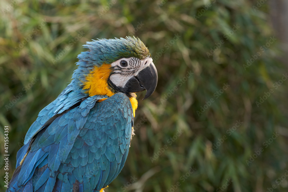 Blue-and-yellow macaw portrait (Ara ararauna)