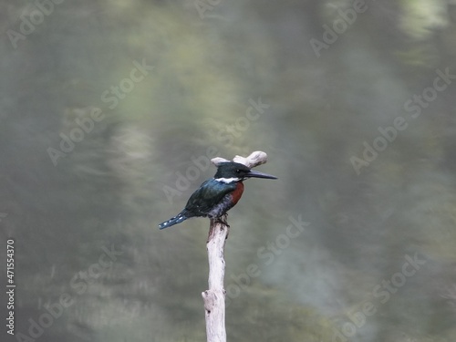 Green-and-rufous Kingfisher male, (Chloroceryle inda)  Alcedinidae family.  photo