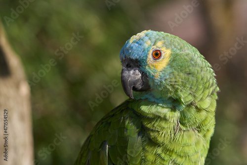 Amazon parrot portrait selective focus © Johannes Menge