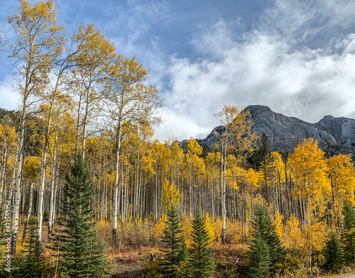 Beautiful yellow larch trees in autumn on the Bow Valley Parkway