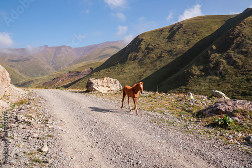 A foal galloping on a hiking path with a panoramic view on the Greater Caucasus Mountain Range near the village of Roshka in Georgia  Kazbegi Region. The small horse is alone in the wilderness. Lost