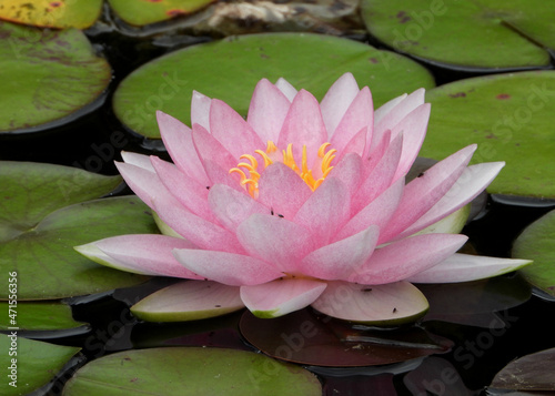 Pink Water Lily in the pond