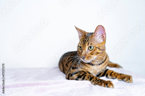 Close up portrait pet F2. Purebred Bengal cat, leopard color. Photo of a cat sitting in the studio. Looks to the side in profile. Copy Space