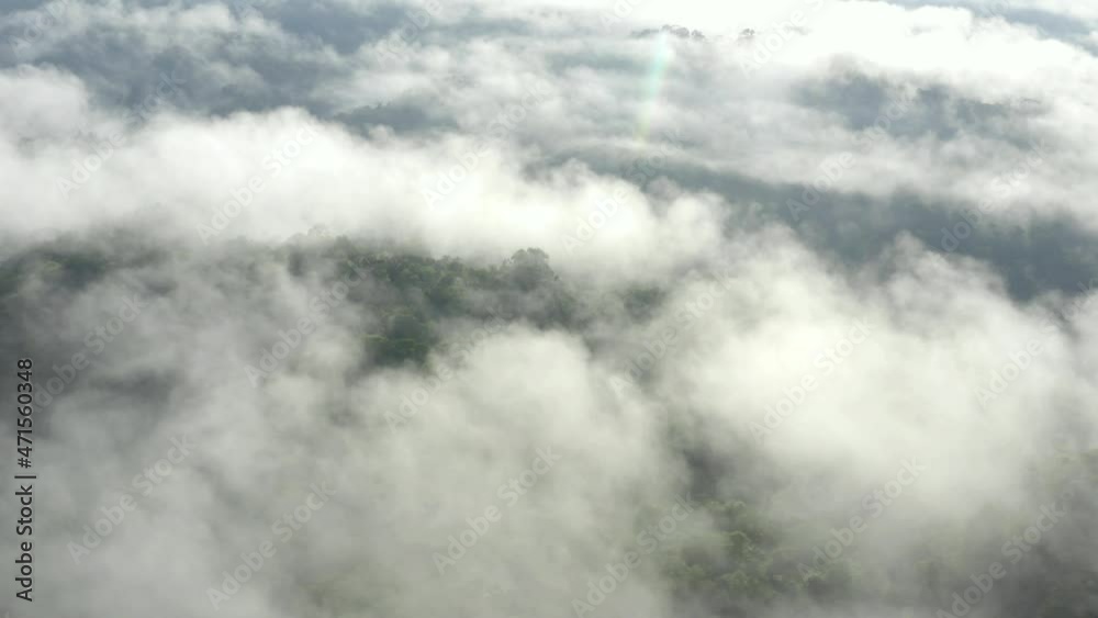 Aerial view of a tropical forest covered in fog: slowly zooming in at large tropical trees sticking out the tree canopy of the Amazon forest Aerial view of a tropical forest covered in fog: slowly zooming in at large tropical trees sticking out the tree canopy of the Amazon forest