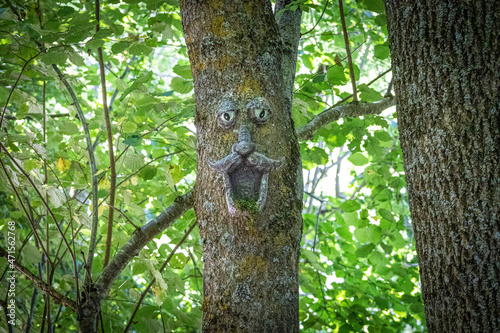 Green tree with face in daylight in a forest in vall d aran, Catalonia, Spain, Europe 2