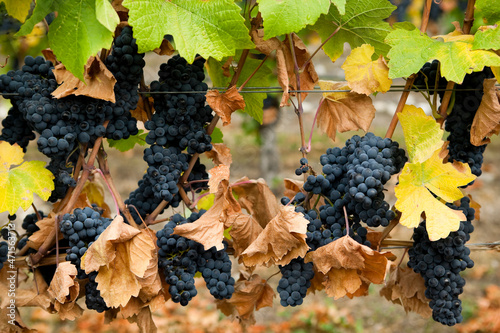  Ripe Gamay Noir Grapes Vineyard photo