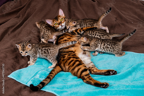 Quadro em tela Mother purebred bengal cat with her litter of 5 kittens crawling all over her