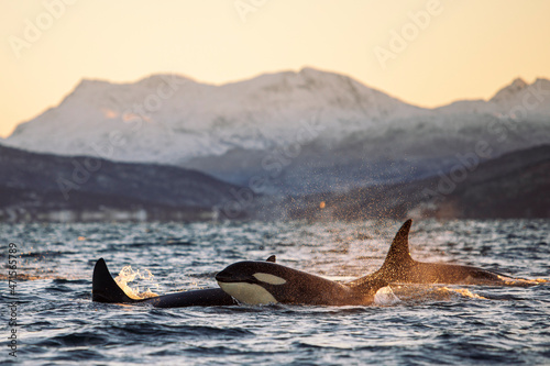 Orcas outside Tromsø, Norway.
Photo: Marius Fiskum photo
