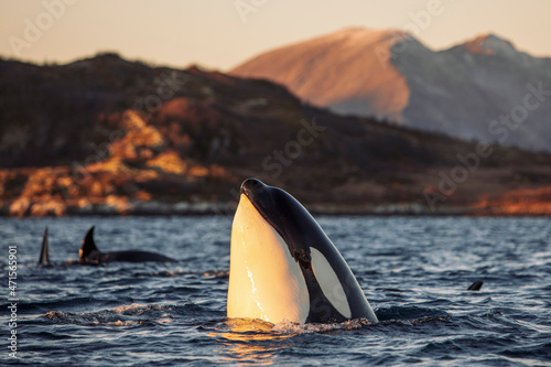Orcas outside Tromsø, Norway.
Photo: Marius Fiskum
