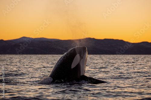 Orcas outside Tromsø, Norway.
Photo: Marius Fiskum