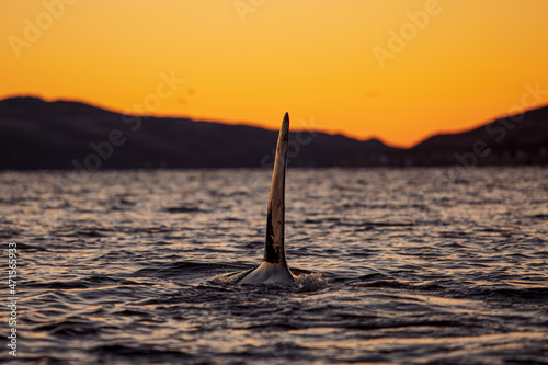 Orcas outside Tromsø, Norway.
Photo: Marius Fiskum