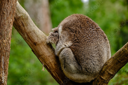 The Koala, is an arboreal herbivorous marsupial native to Australia. It is the only extant representative of the family Phascolarctidae and its closest living relatives are the wombats