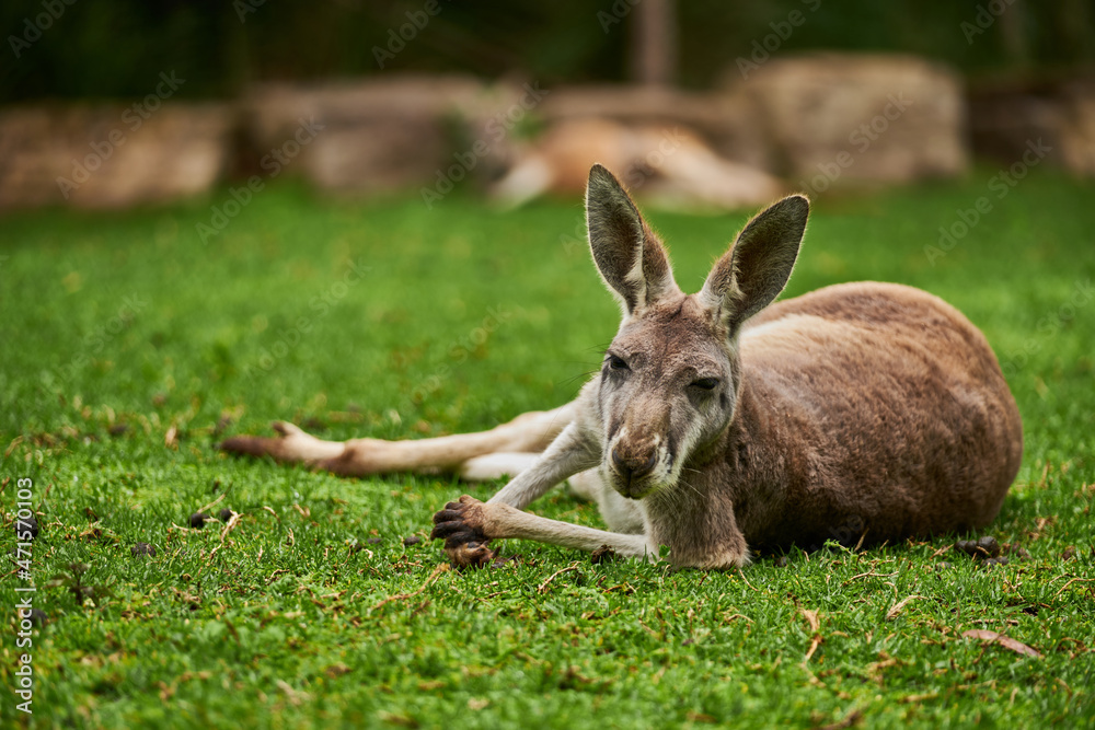 The kangaroo is a marsupial from the family Macropodidae. In common use the term is used to describe the largest species from this family, the red kangaroo, as well as the antilopine kangaroo, eastern The kangaroo is a marsupial from the family Macropodidae. In common use the term is used to describe the largest species from this family, the red kangaroo, as well as the antilopine kangaroo, eastern