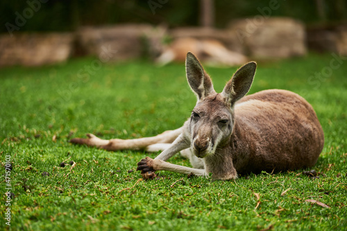 The kangaroo is a marsupial from the family Macropodidae. In common use the term is used to describe the largest species from this family, the red kangaroo, as well as the antilopine kangaroo, eastern