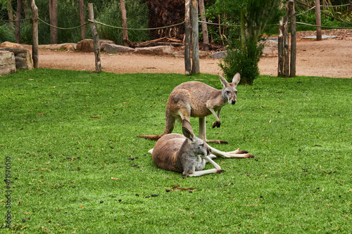 The kangaroo is a marsupial from the family Macropodidae. In common use the term is used to describe the largest species from this family, the red kangaroo, as well as the antilopine kangaroo, eastern