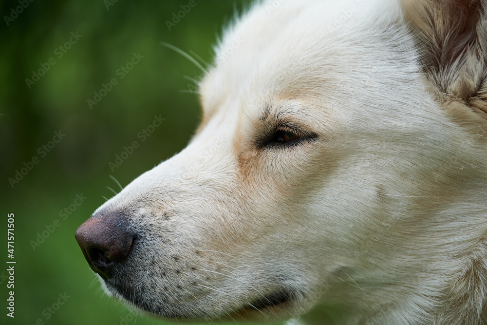 The Siberian Husky is a medium-sized working sled dog breed. The breed belongs to the Spitz genetic family. It is recognizable by its thickly furred double coat, erect triangular ears, and distinctive The Siberian Husky is a medium-sized working sled dog breed. The breed belongs to the Spitz genetic family. It is recognizable by its thickly furred double coat, erect triangular ears, and distinctive