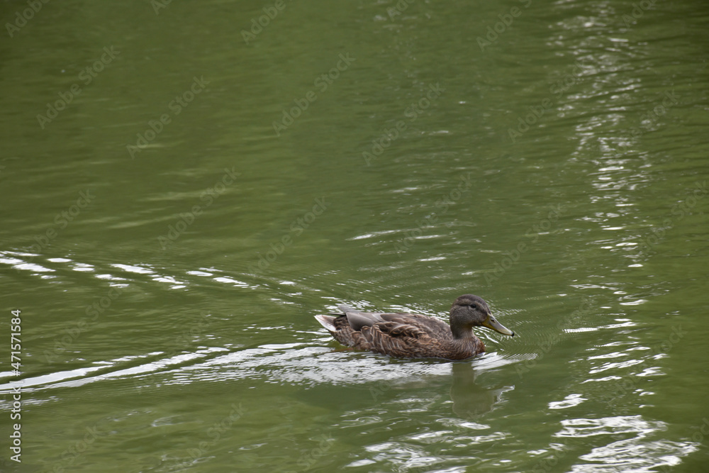 Little duck swims in a green pond in the park. Little duck swims in a green pond in the park.