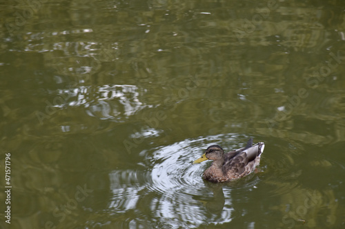 A small duck with a yellow beak swims in a pond.