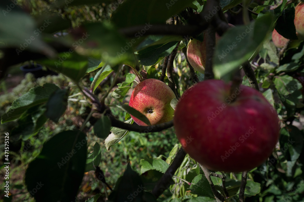 Detail of ripe red apple on production tree.