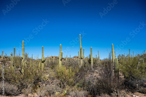 Tall Saguaros Growing on the Hillside