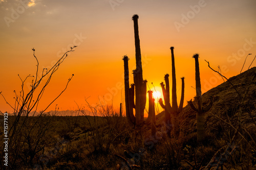 Vibrant orange sunset in Saguaro National Park East in Tucson, Arizona © mdurson