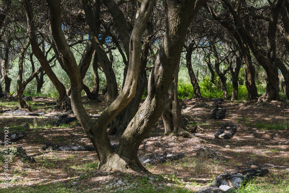 Olive trees groove in middle of Corfu Island, Greece