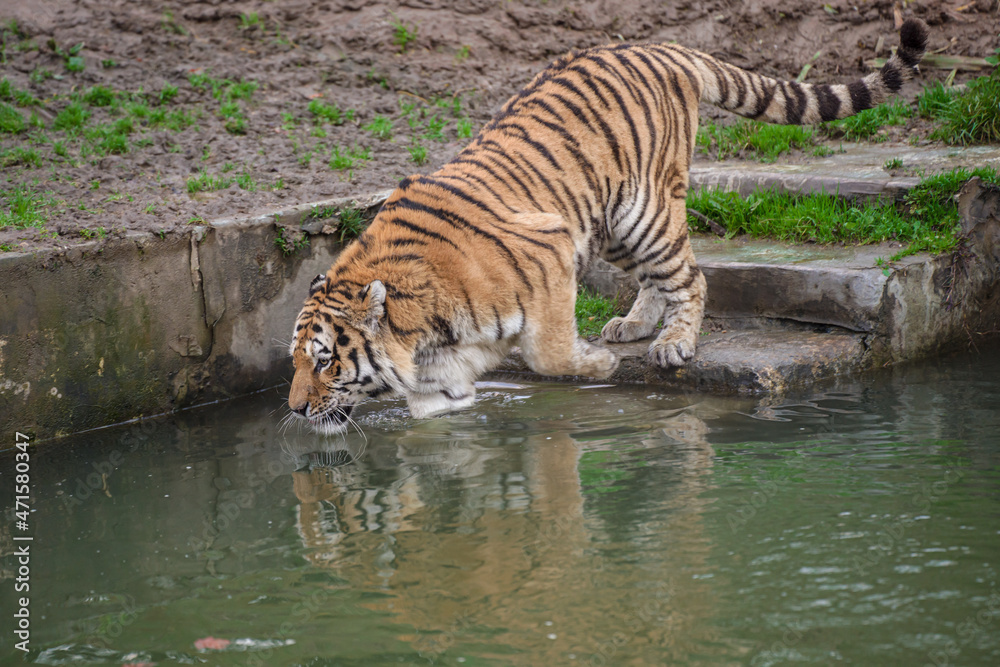 Naklejka premium Tigre