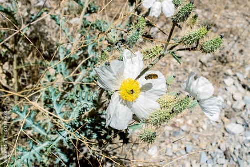 Bee Pollinating White Flower