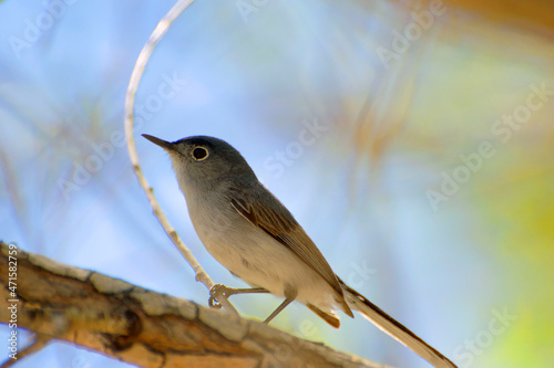 Roosting on a Branch