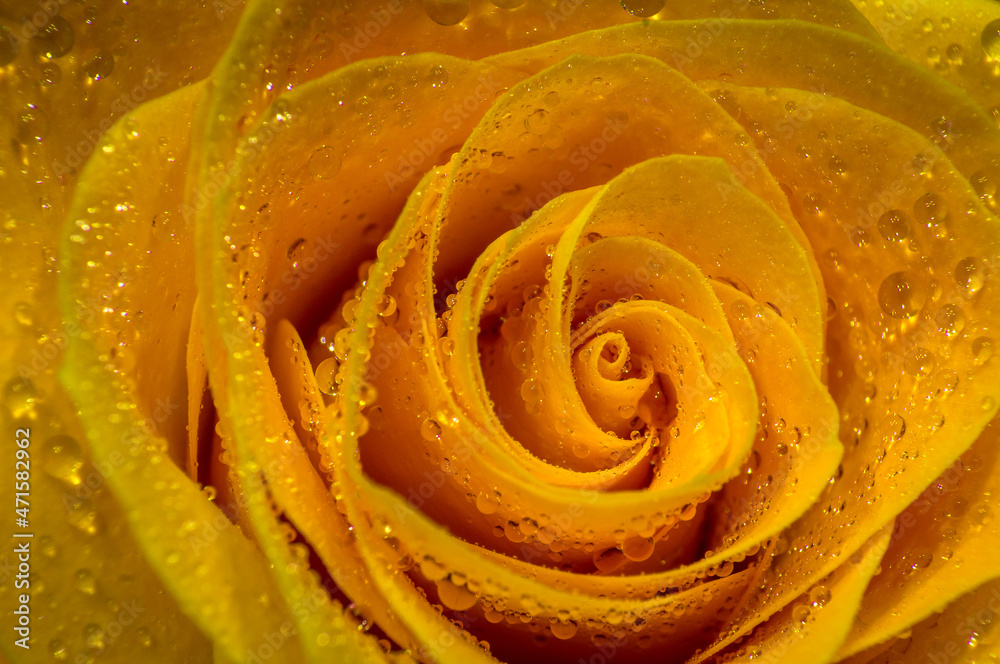yellow rose with water drops yellow rose with water drops