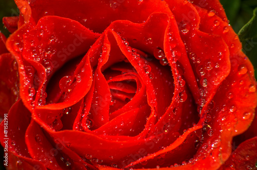 Fototapeta Naklejka Na Ścianę i Meble -  red rose with water drops