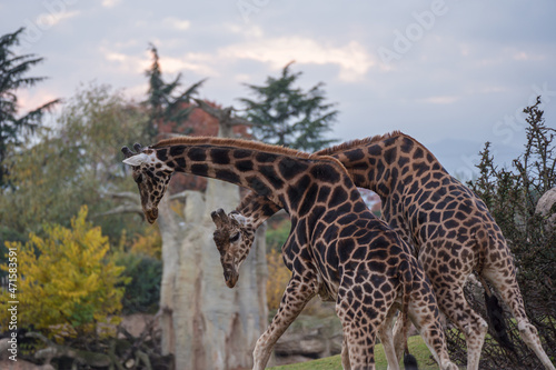 Fototapeta Naklejka Na Ścianę i Meble -  Giraffa