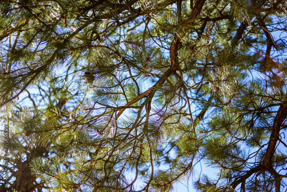 Obraz premium branches against blue sky