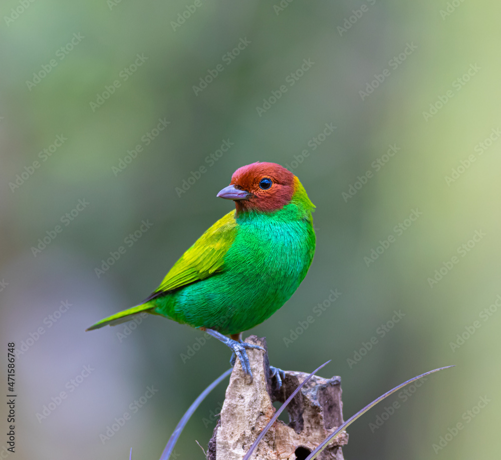 Bay Headed Tanager, brightly colored bird showing the fine feather detail perched on a branch with good lighting in the tropical forested areas of Trinidad West Indies