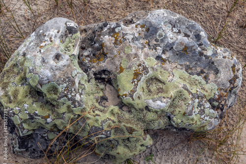Lichen on a rock in Pobiti Kamani - natural phenomenon called Stone Forest in Bulgaria