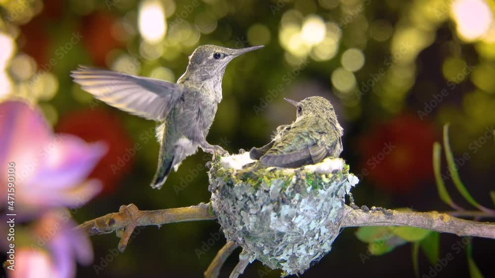 Baby hummingbirds practice flapping wings and chirping prior to leaving