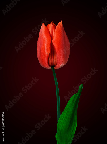 Close-up view of a red tulip with leaves isolated on red background with copy space, natural spring flower tulips