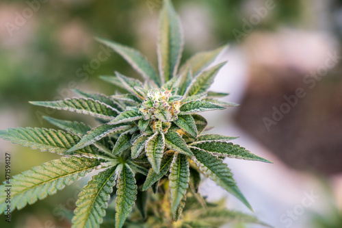 close up of hemp  cannabis  marijuana 