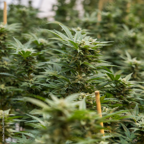 close up of hemp, cannabis, marijuana 